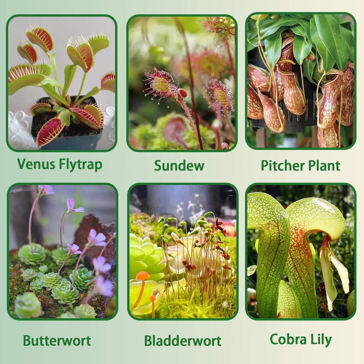 Omitgoter carnivorous soil mix peat-moss detail emphasizing low-nutrient blend