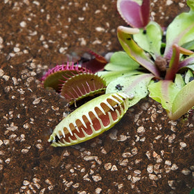 Omitgoter carnivorous soil mix pitcher plant potting scene shows moisture balance