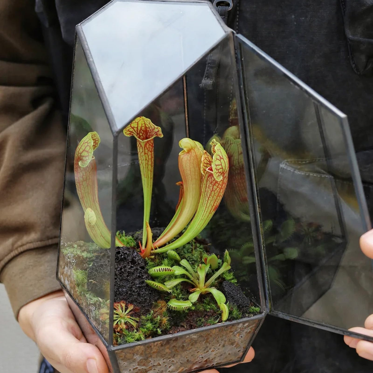 Omitgoter carnivorous soil mix sundew arrangement illustrates universal applicability