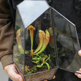 Omitgoter carnivorous soil mix sundew arrangement illustrates universal applicability