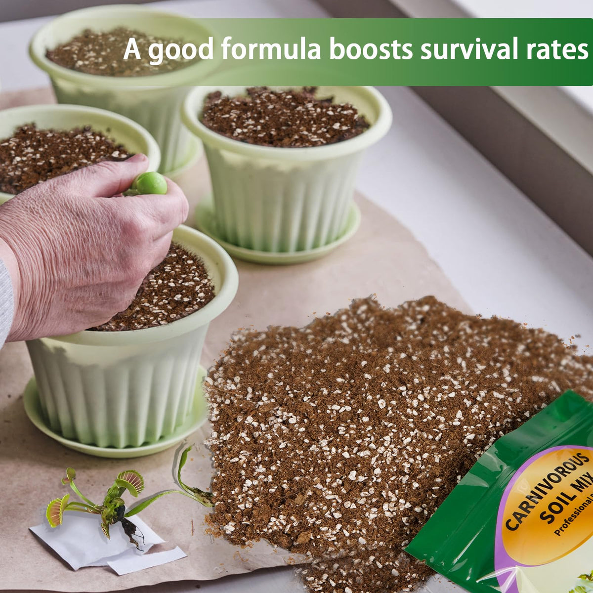 Omitgoter carnivorous soil mix Venus flytrap in pot demonstrates healthy roots