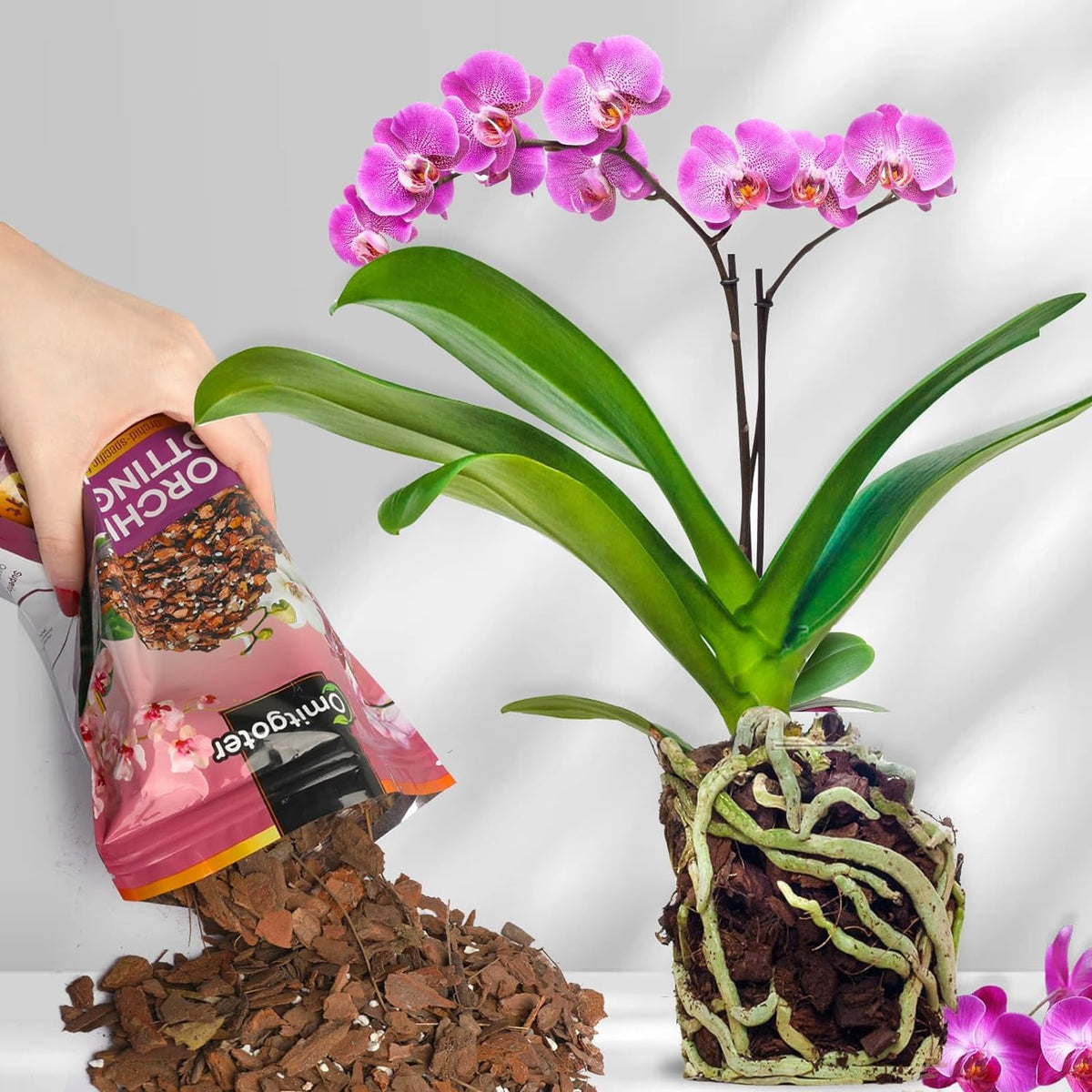 Omitgoter Dendrobium orchid mix designed for epiphytic roots and airiness
