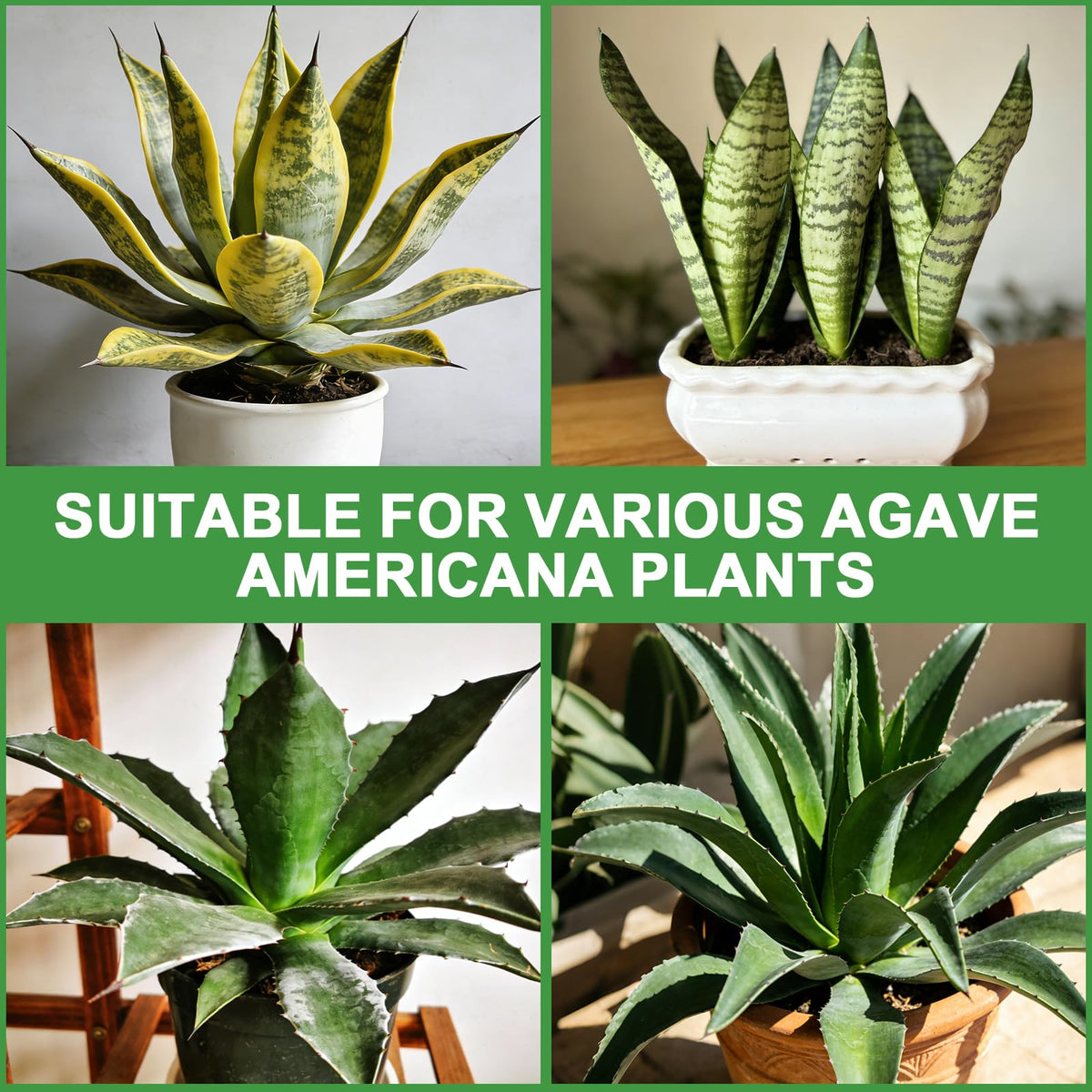 Omitgoter fast-draining mix prevents overwatering and root rot in sansevieria.