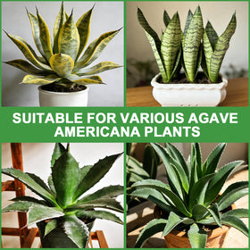 Omitgoter fast-draining mix prevents overwatering and root rot in sansevieria.