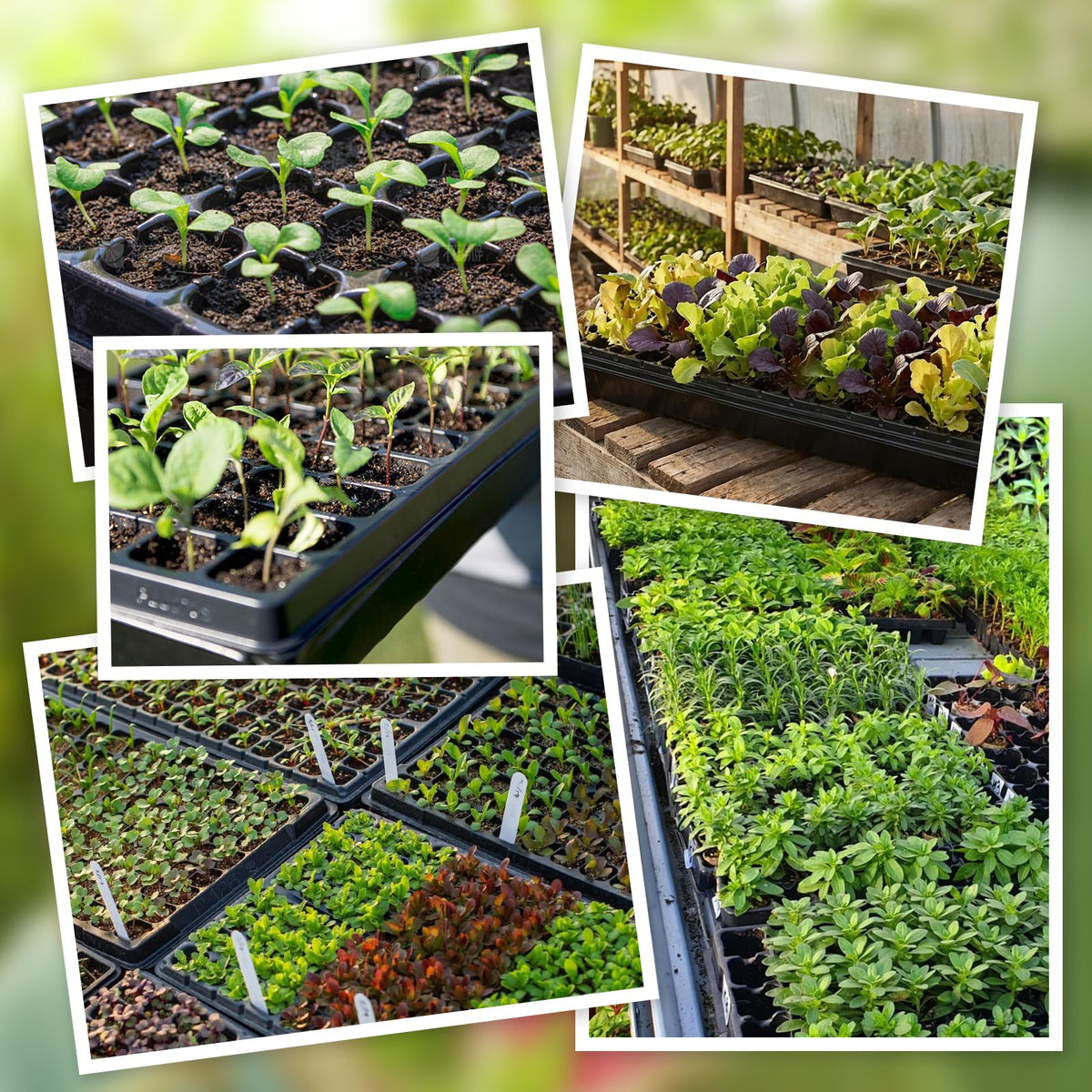 Omitgoter germination tray promotes healthy root development.