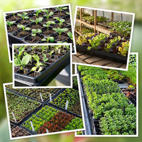 Omitgoter germination tray promotes healthy root development.