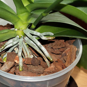 Omitgoter houseplant mulch application supports even soil insulation.