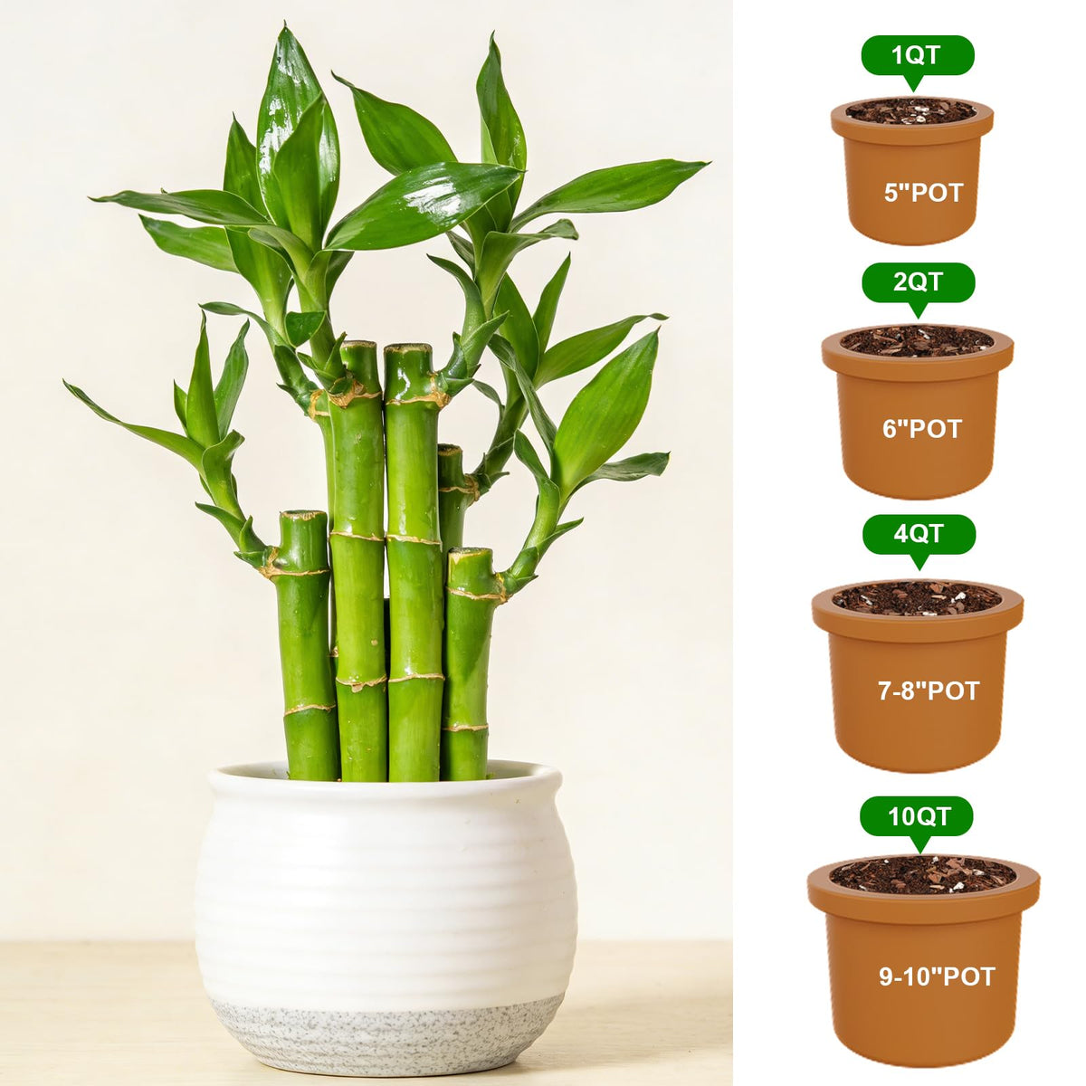 Omitgoter indoor plant soil shown in lush setup for vibrant foliage.