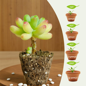 Omitgoter indoor plants thrive with fast draining, airy soil mix.