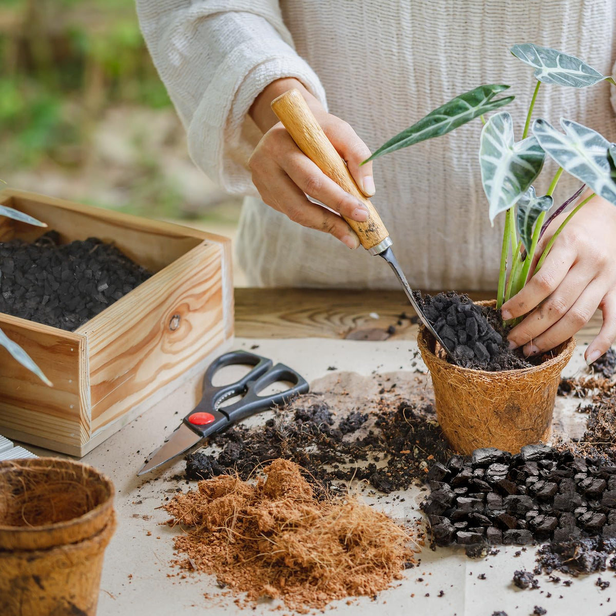 Omitgoter indoor-plants-terrarium-use showcases versatile soil amendment for small spaces.