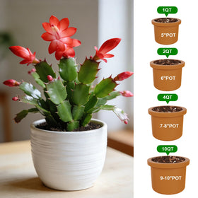 Omitgoter organic cactus mix nourishes epiphytic varieties with gentle, steady growth.