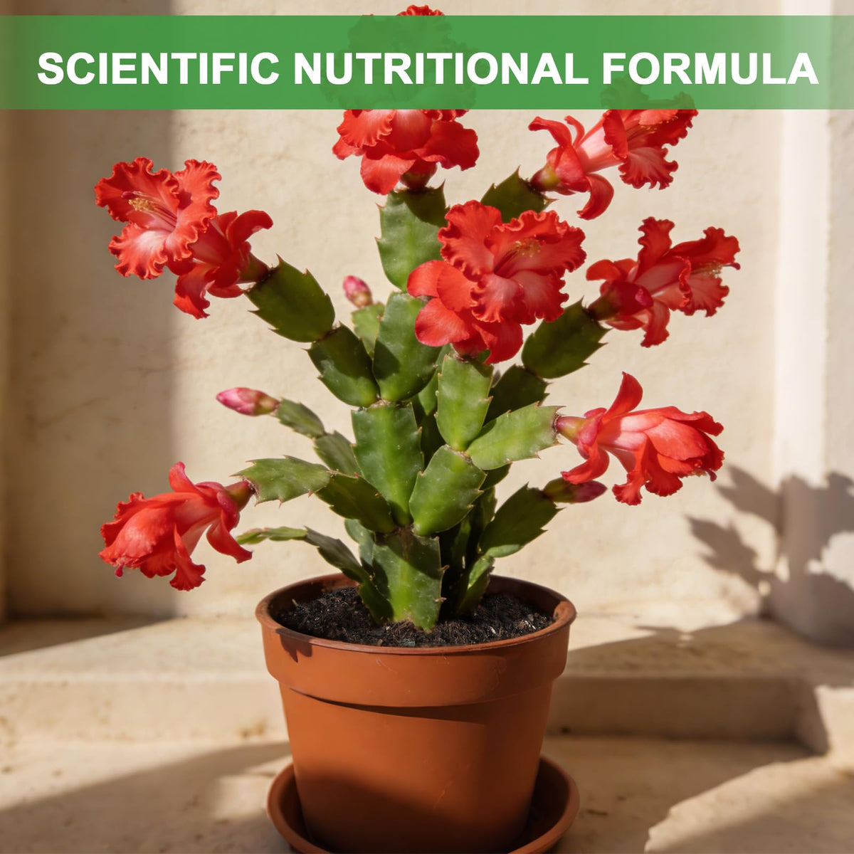 Omitgoter pH-balanced succulent mix mimics arid habitats for thriving plants.