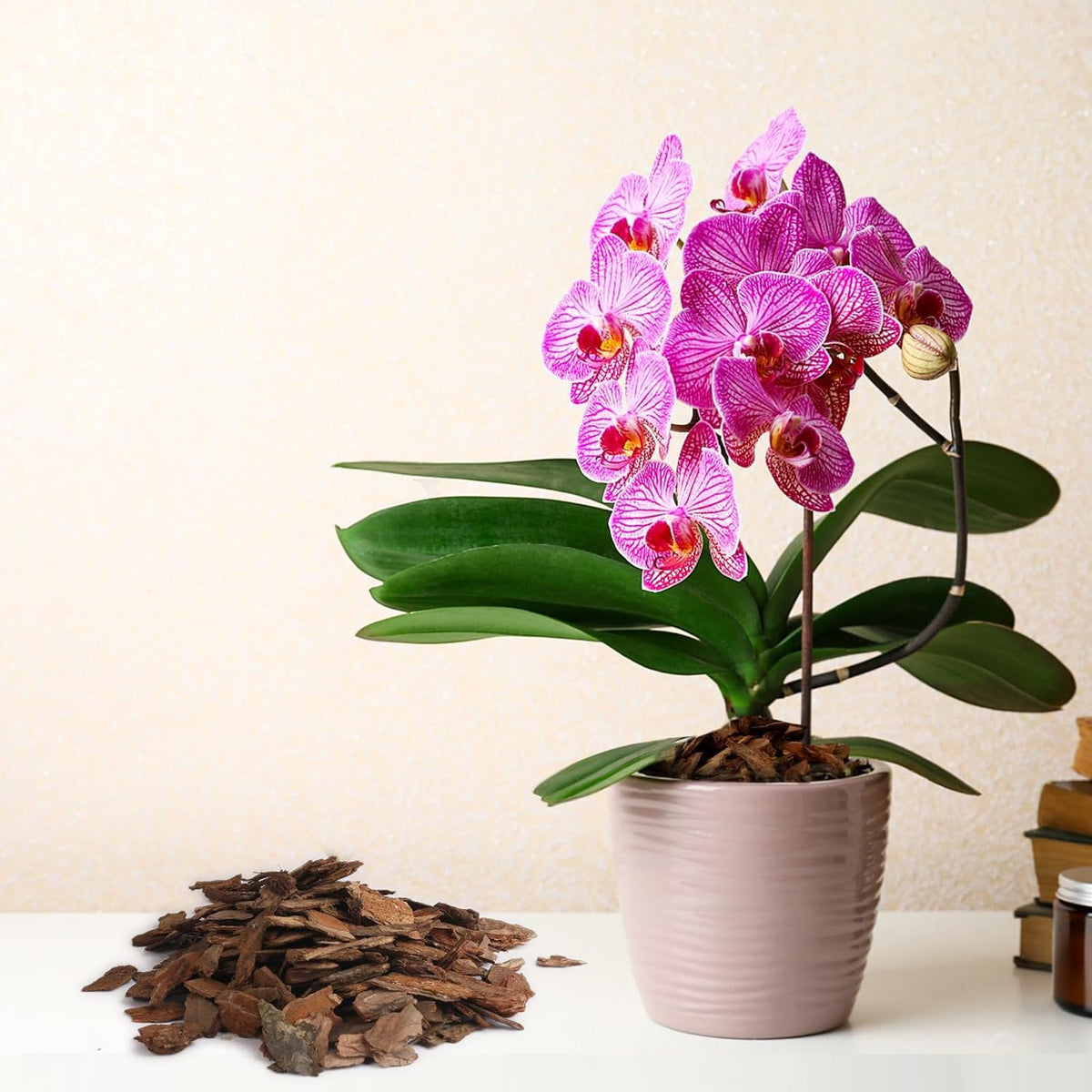 Omitgoter succulent-bonsai mulch care promotes safe root ventilation.
