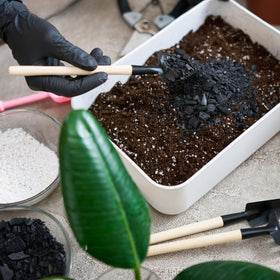 Omitgoter succulent-orchid-bonsai-application illustrates compatibility with diverse plant types.