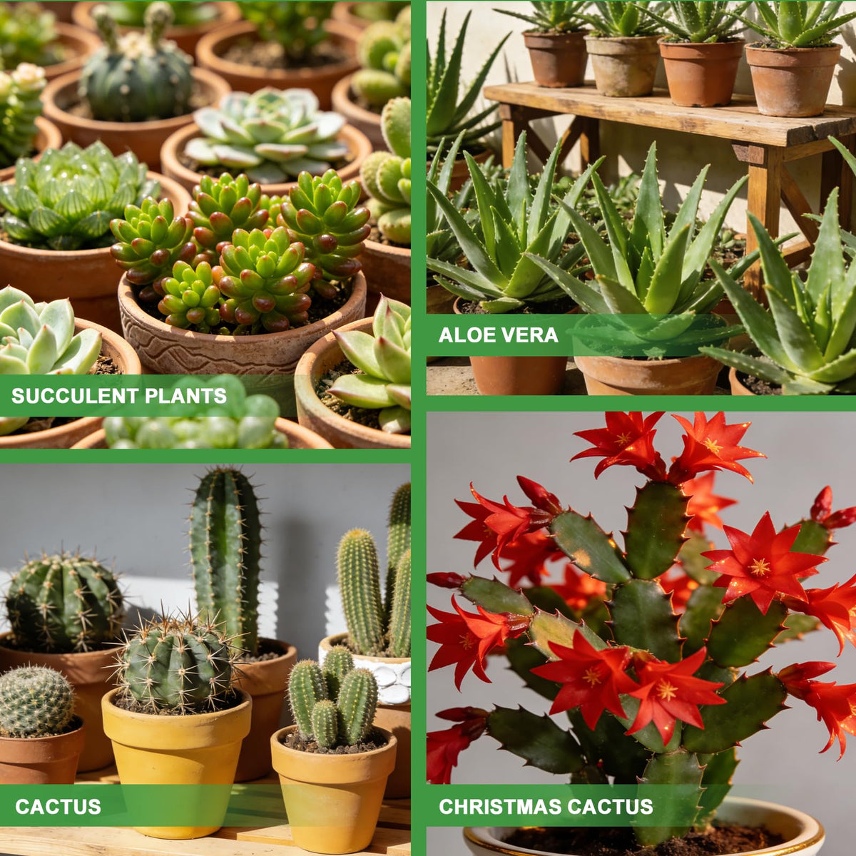 Omitgoter universal succulent solution supports pots, terrariums, and repots.