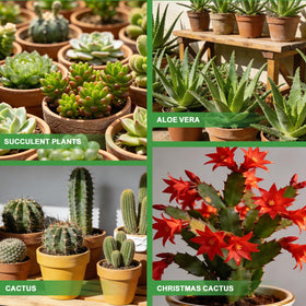 Omitgoter universal succulent solution supports pots, terrariums, and repots.