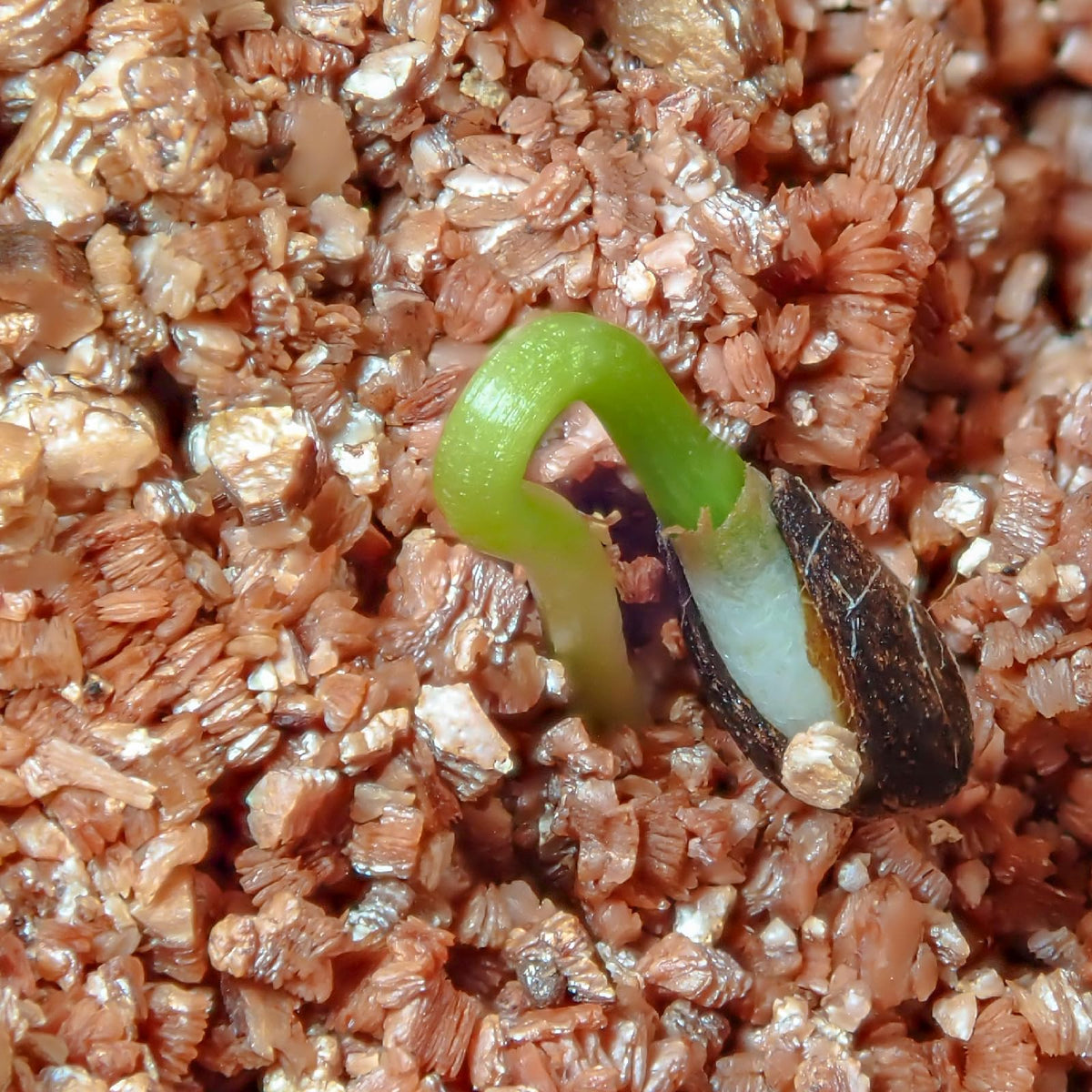 Omitgoter Vermiculite maintains moisture for resilient indoor plants.