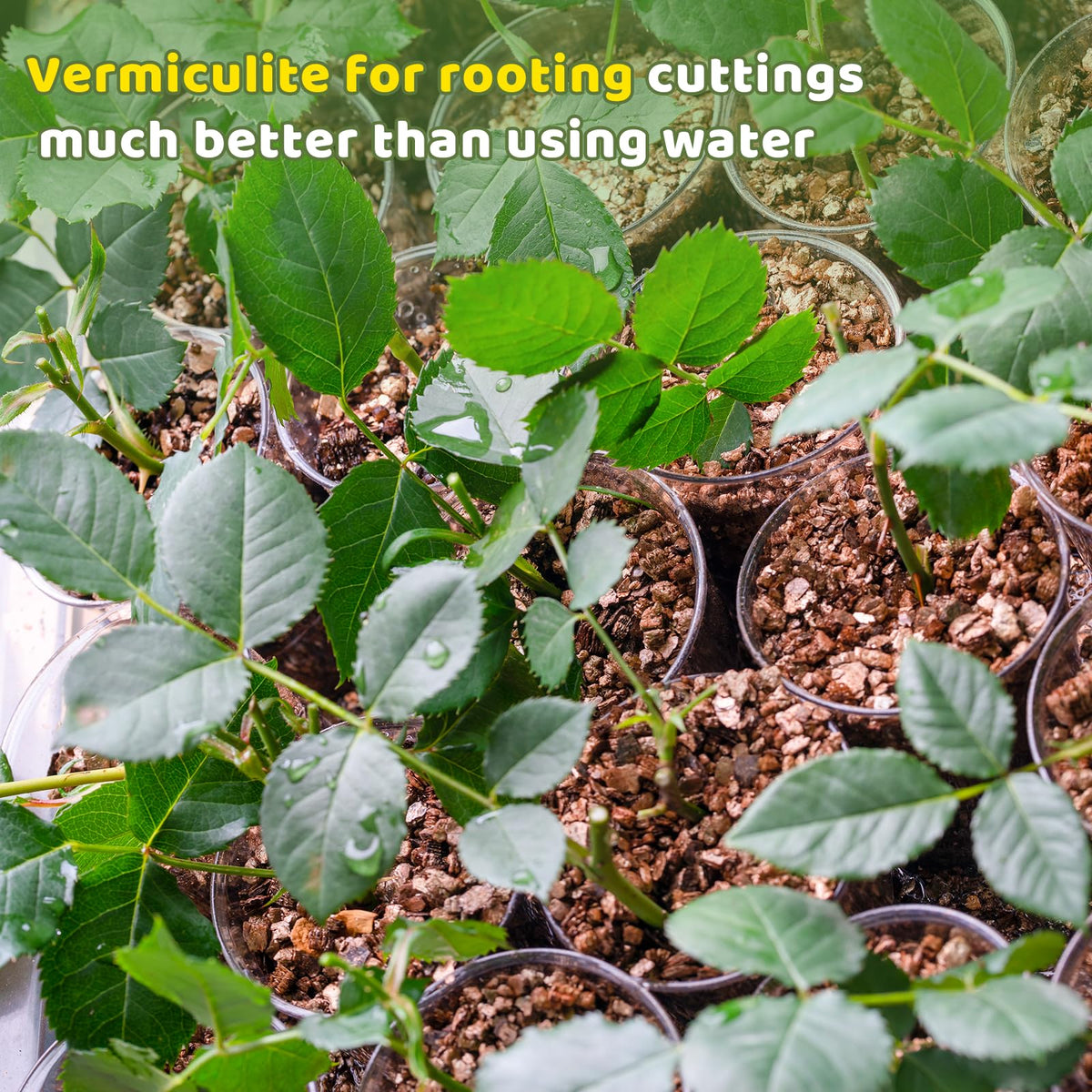 Omitgoter Vermiculite 1qt aids seed germination with consistent moisture.