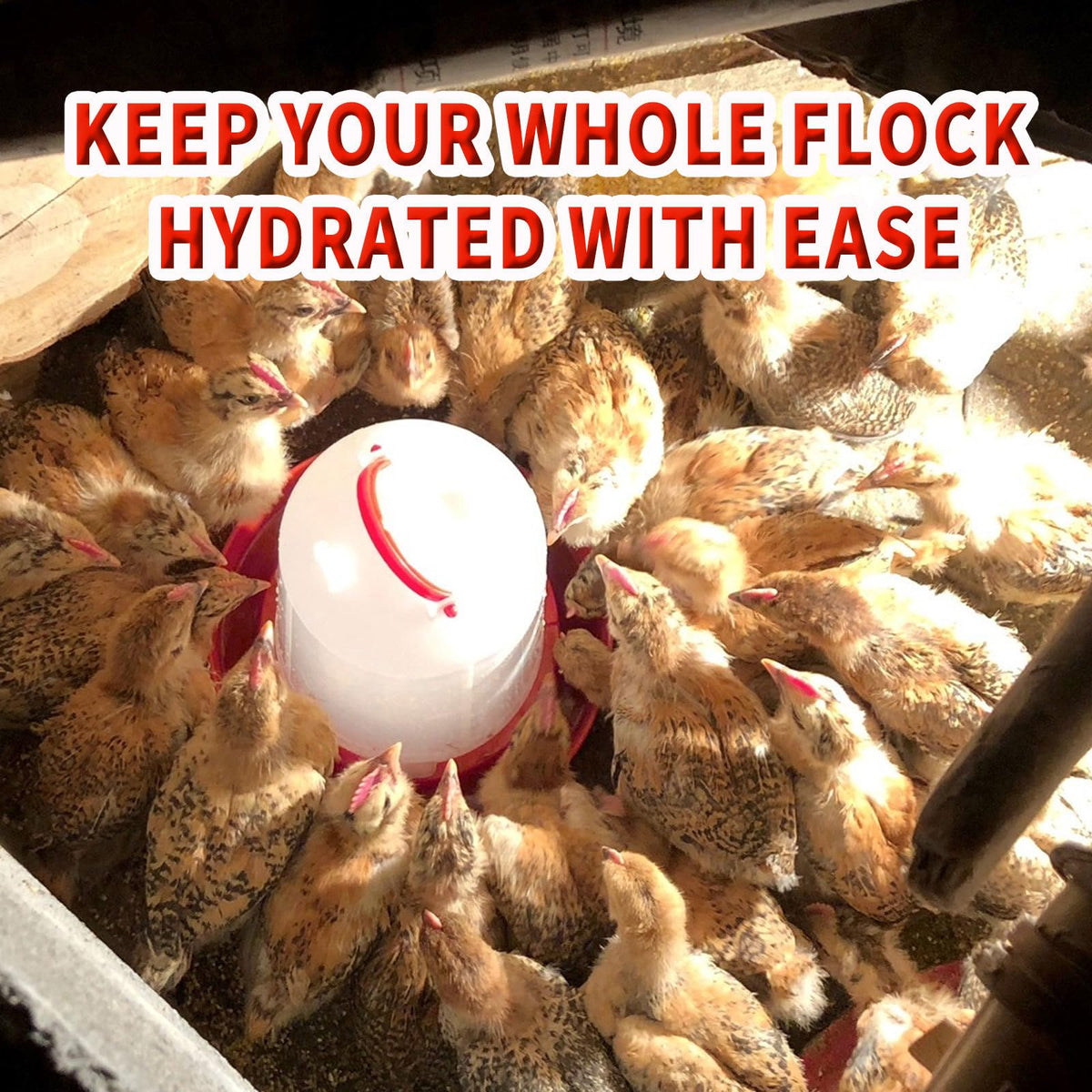 Oncpcare chick waterer with handle for easy carrying