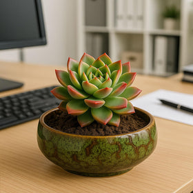 Oncpcare gift idea for plant lovers and bonsai enthusiasts