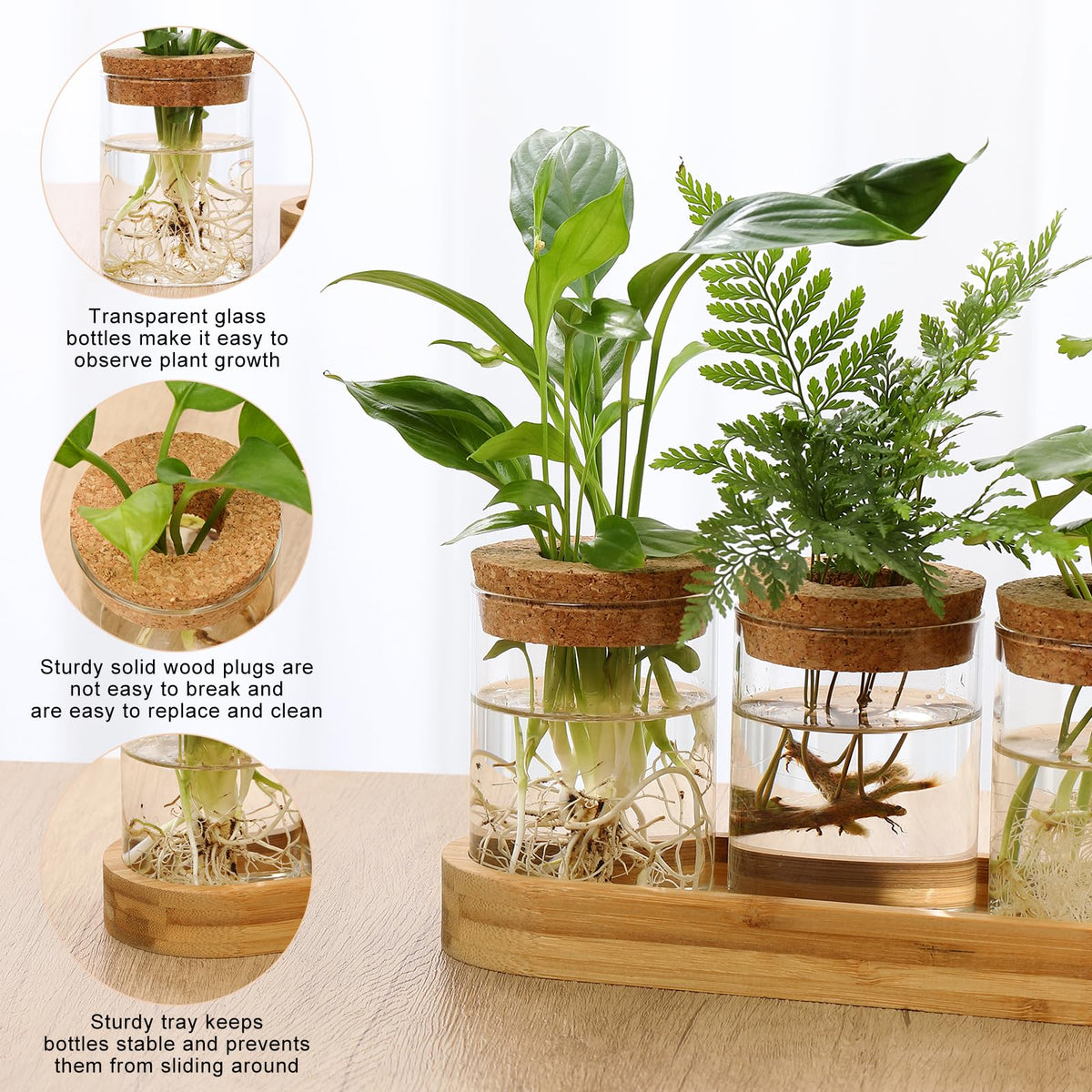 Onepeng glass terrarium vase showing roots and water clarity