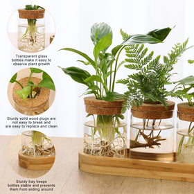 Onepeng glass terrarium vase showing roots and water clarity