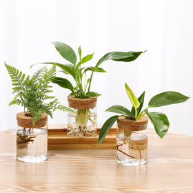 Onepeng tabletop planter kit ready for DIY plant cuttings