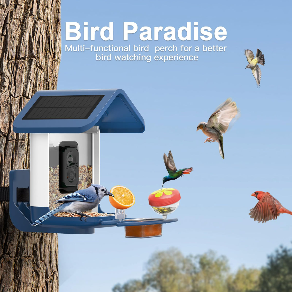 Onlyfly nectar-fruit-jelly feeders attract hummingbirds and garden visitors