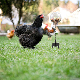 Oooct chicken pecking toy features swinging metal spring for dynamic play.
