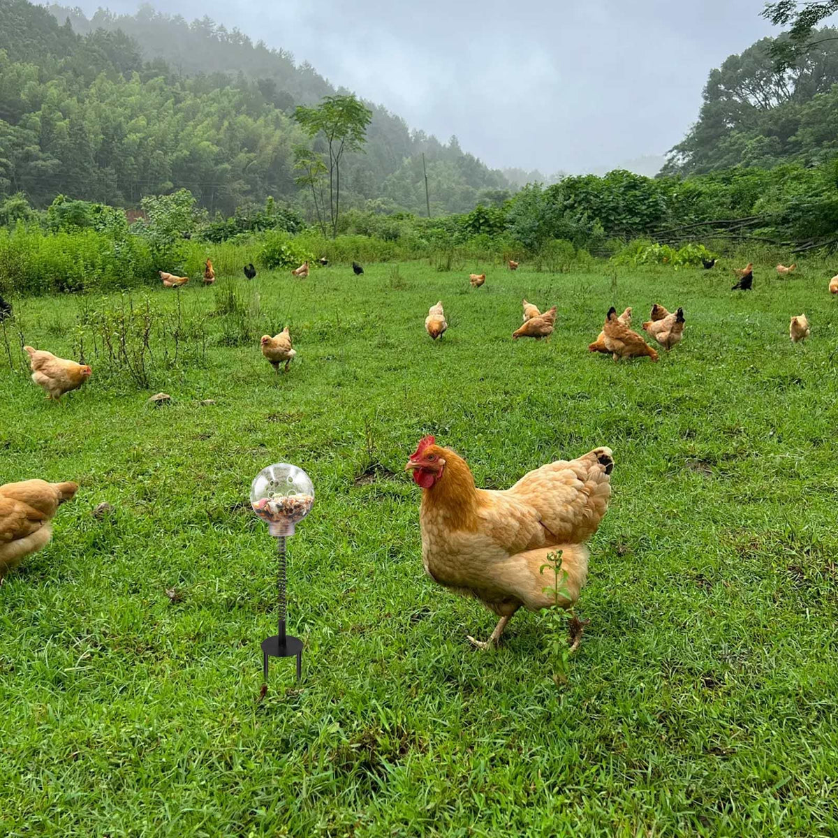 Oooct chicken pecking toy with transparent food ball promotes slow, engaging feeding.