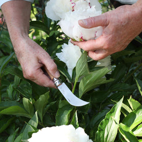 Opinel No. 8 folding knife with beech handle designed for garden harvesting.
