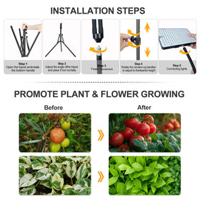 Orchbloom indoor plant care with consistent lighting