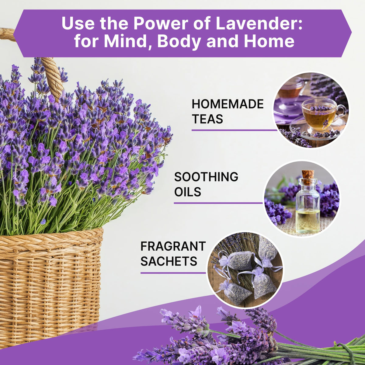 Organo Republic English lavender blooms brighten gardens with fragrant color