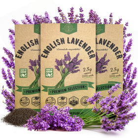 Organo Republic English Lavender seeds 3-pack seed packets for easy home gardening