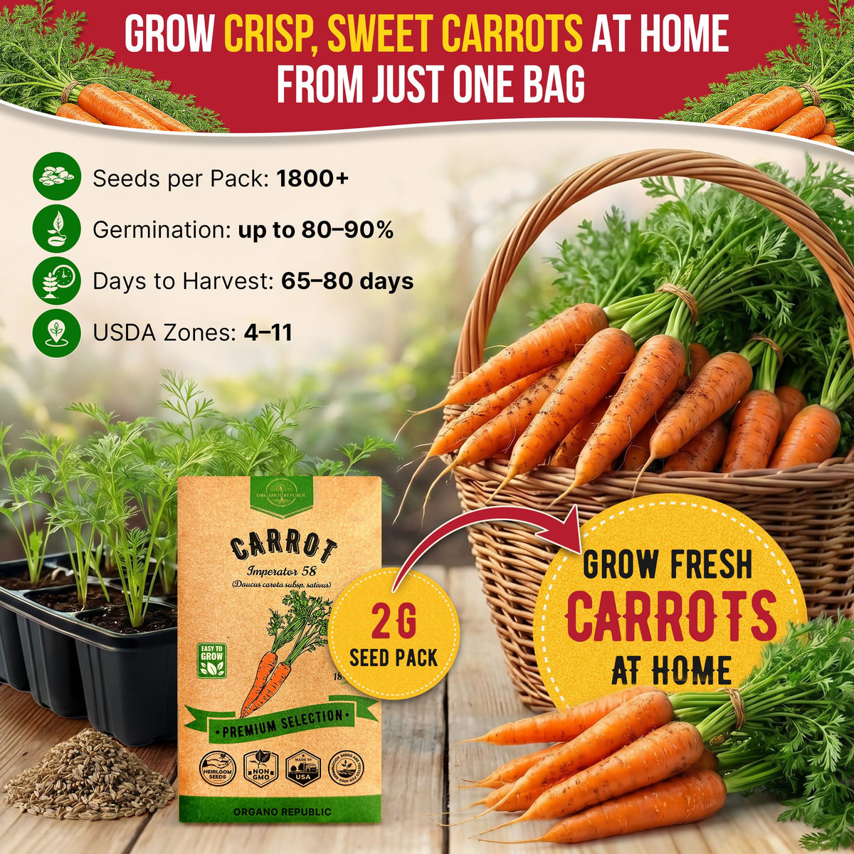 Organo Republic Imperator 58 carrot seeds thriving in a garden bed.