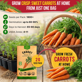 Organo Republic Imperator 58 carrot seeds thriving in a garden bed.