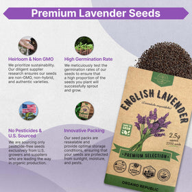 Organo Republic lavender garden border planting for fragrant edges