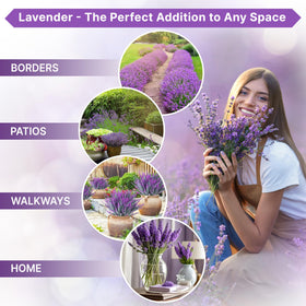 Organo Republic lavender seeds soil-friendly planting for containers or beds