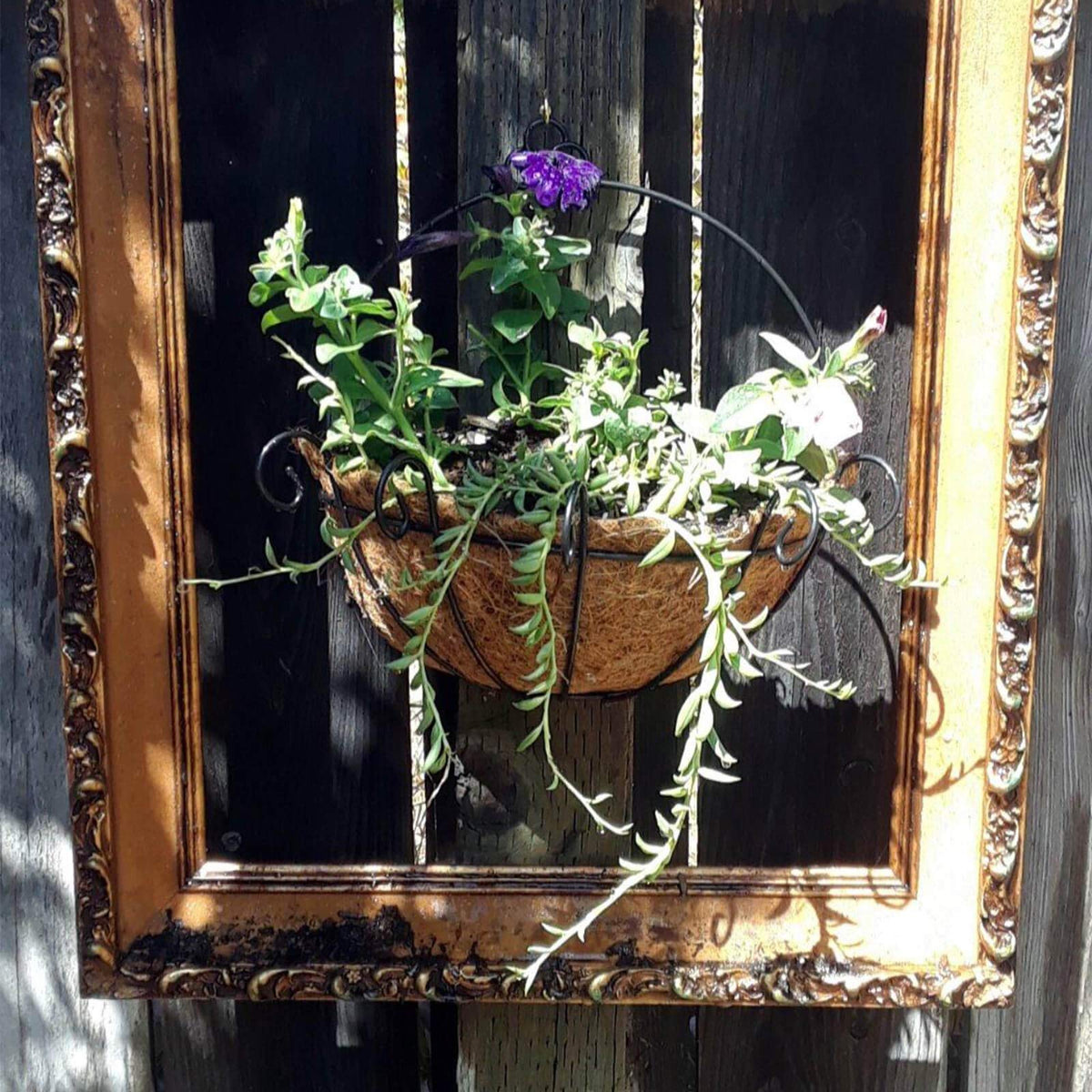 Orgrimmar indoor outdoor planter set enhances garden or balcony greenery.