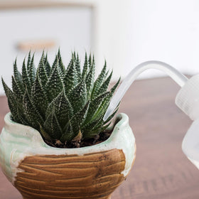 ORIMERC bent-spout design enables reach to root zones without splashing.
