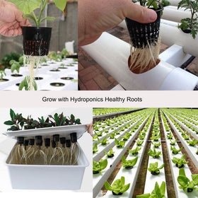 Orimerc slotted mesh net pot supports orchid airflow and healthy drainage.