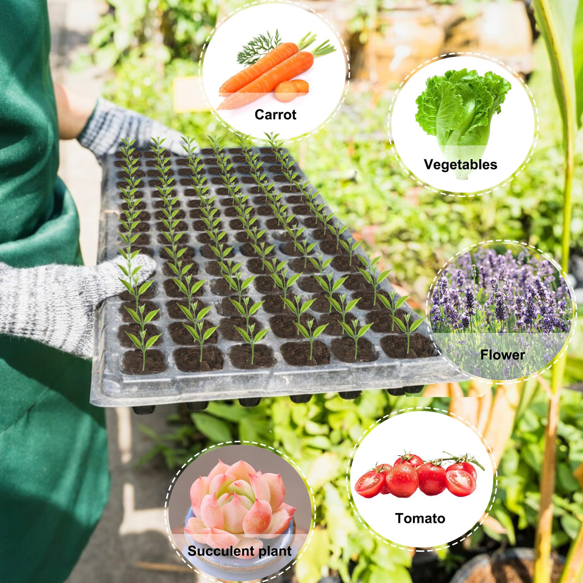 Oscorna germination kit provides a compact, ready-to-use seed-starting setup.