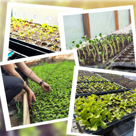 Oscorna reusable seed-starting trays save time and money over seasons.