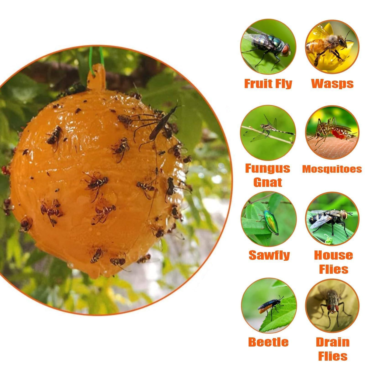 Osseph fruit fly trap ball glue closeup shows strong adhesion