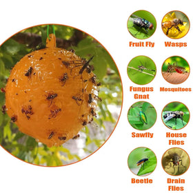 Osseph fruit fly trap ball glue closeup shows strong adhesion