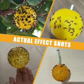 Osseph indoor-outdoor use image shows versatile trap ball placement
