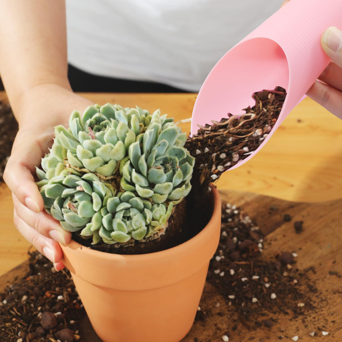 OSVJE bonsai scoops purple shovel enables precise transplanting in tight spaces.