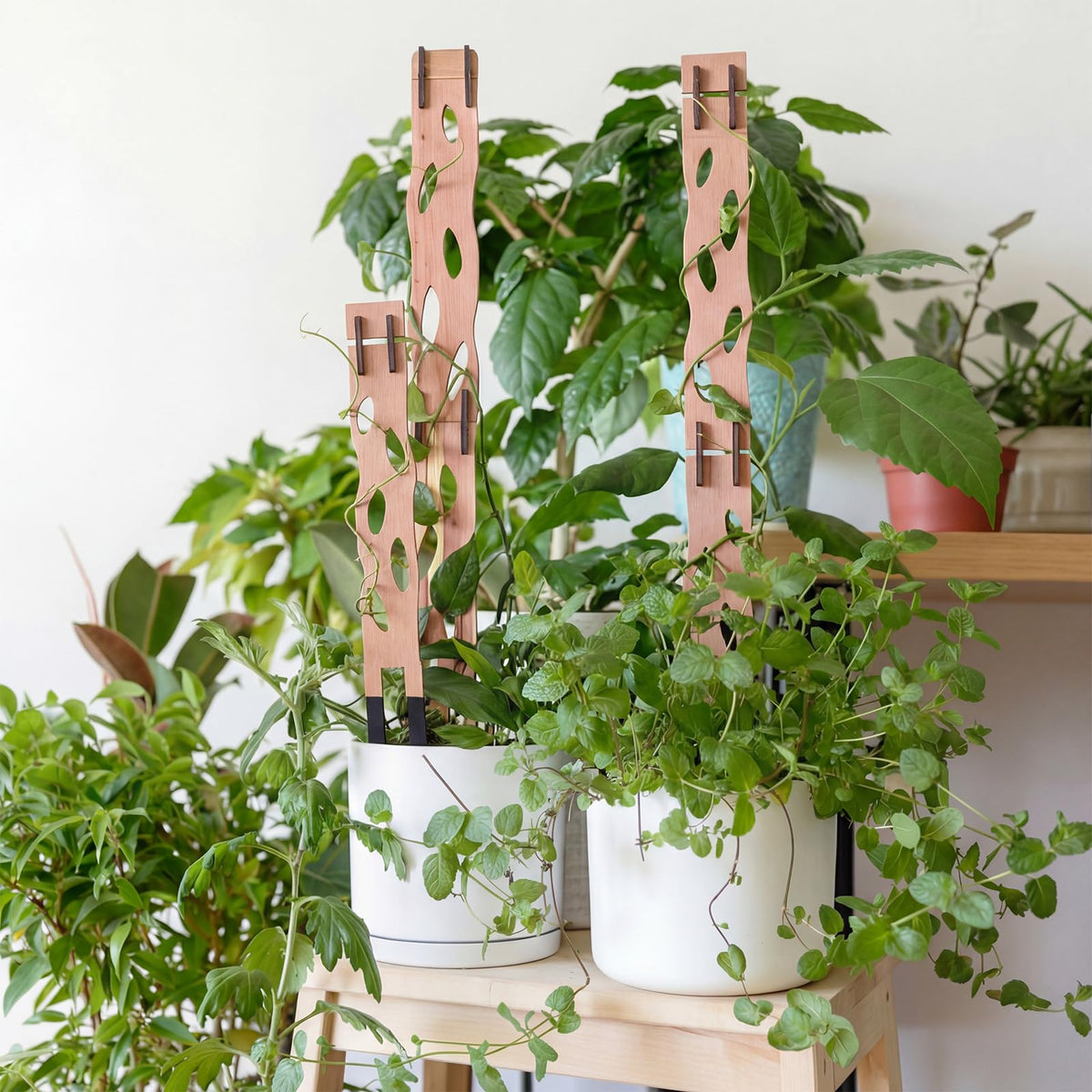 Otoolling plant trellis in action supporting climbing vines like pothos