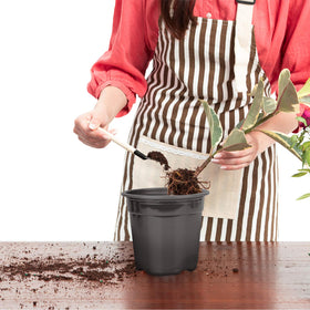 Oubest pot shows drainage holes for aeration and drainage.