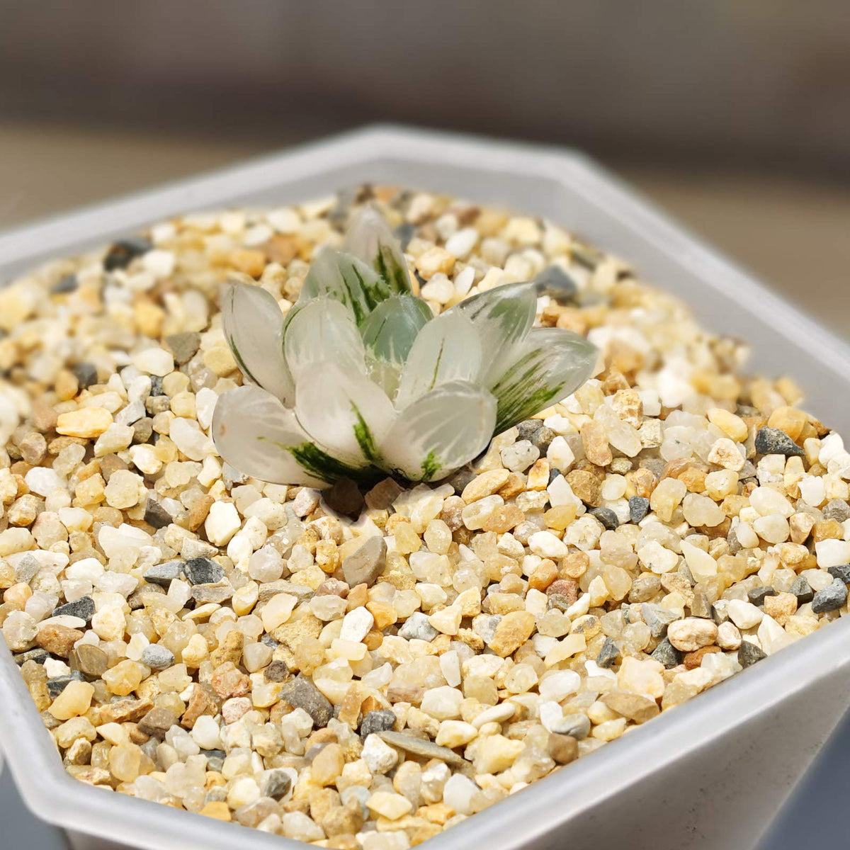 OUPENG Coarse Sand Stone fairy garden accessory adds color and texture.